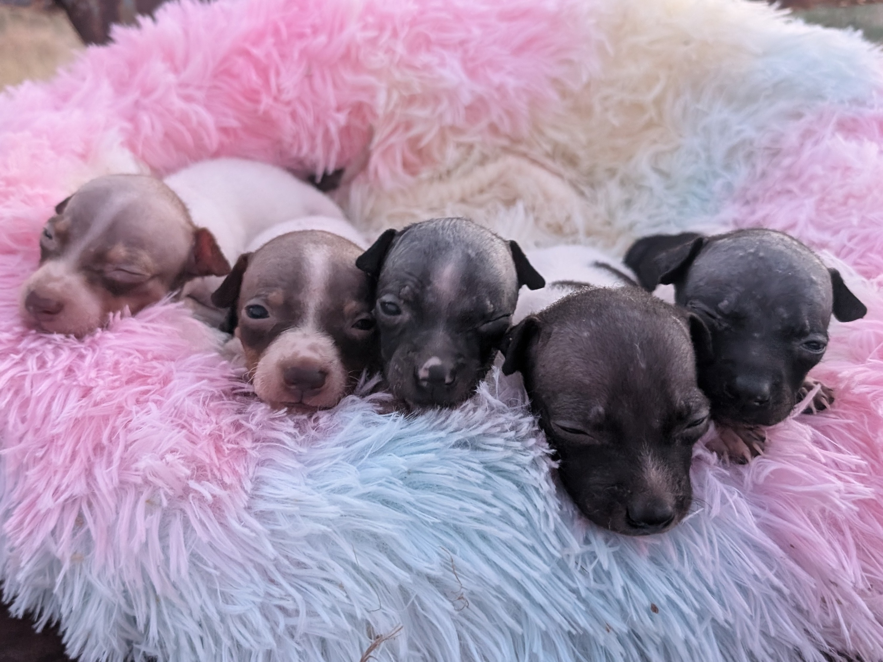 puppy