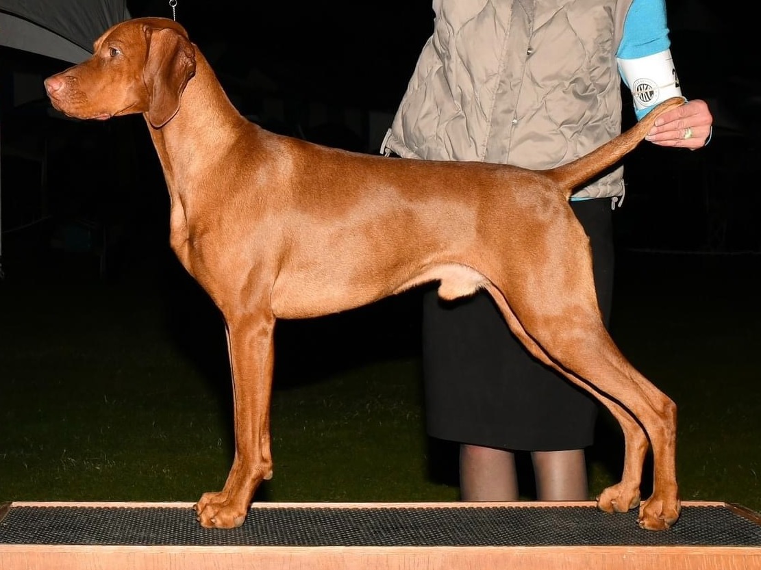Dog Weller