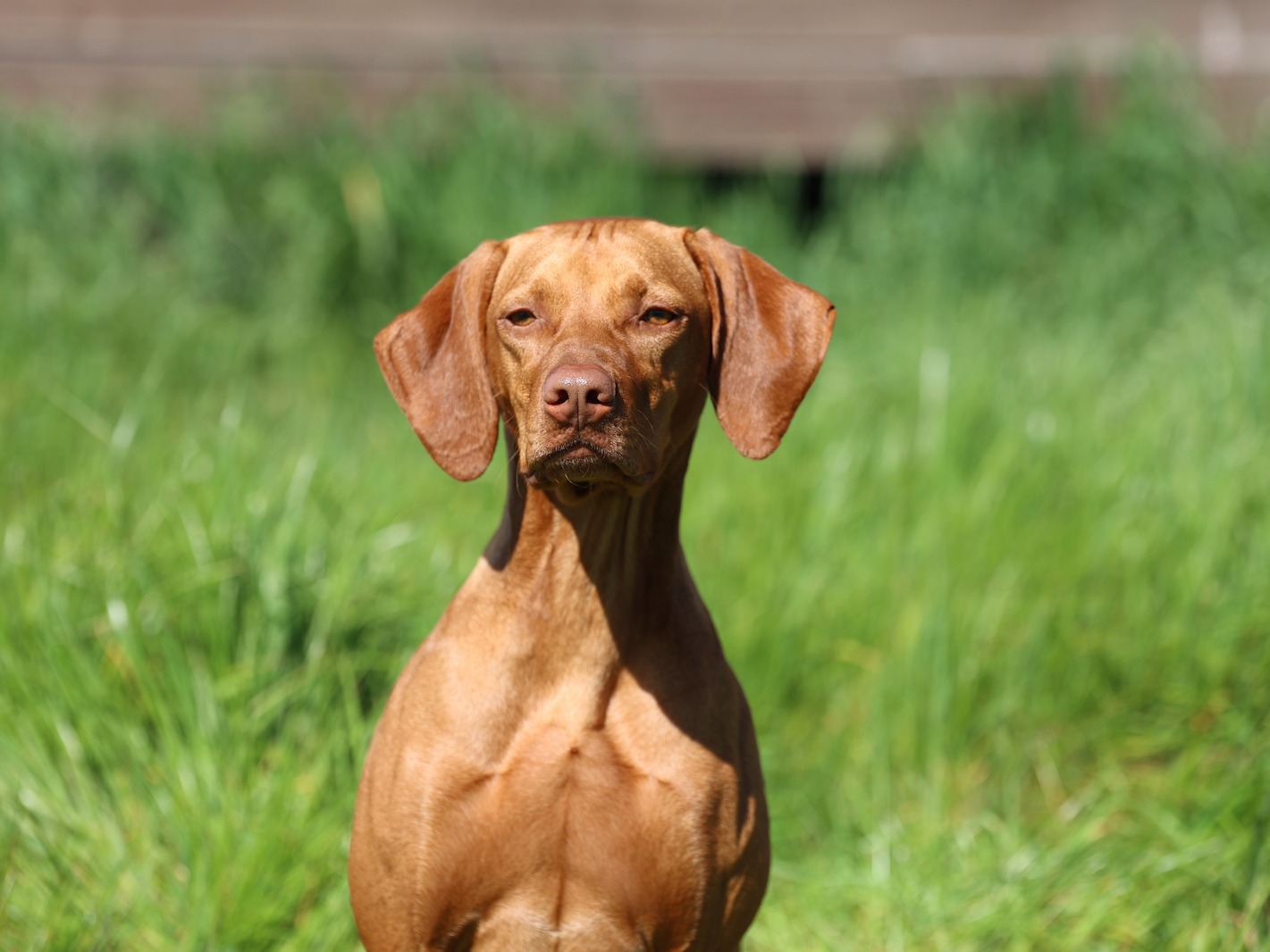Dog Lacey