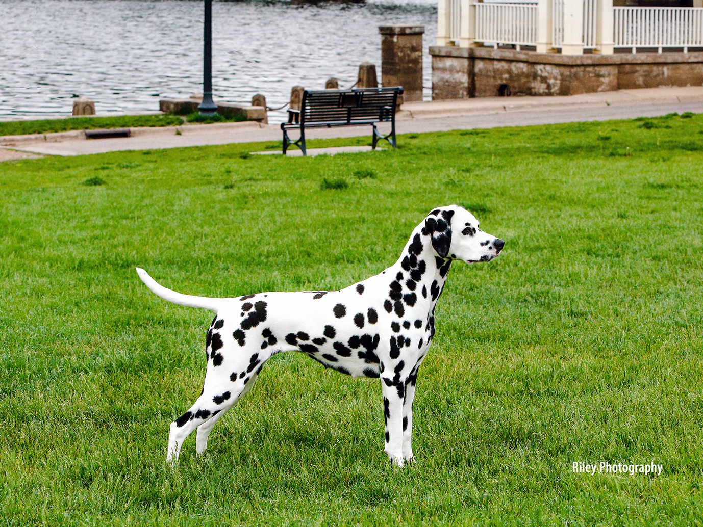 Dog Clare