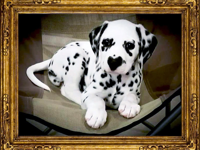 puppy