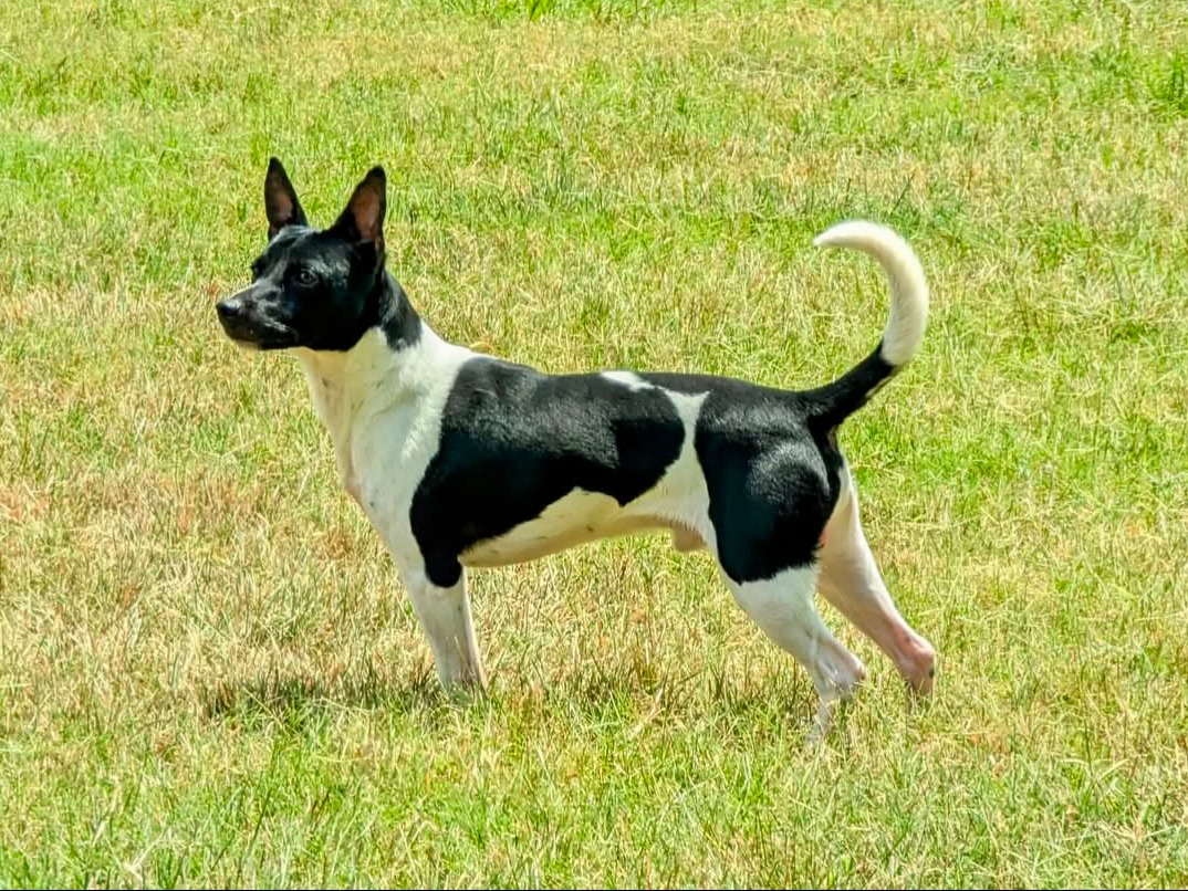 Dog Grimm 
