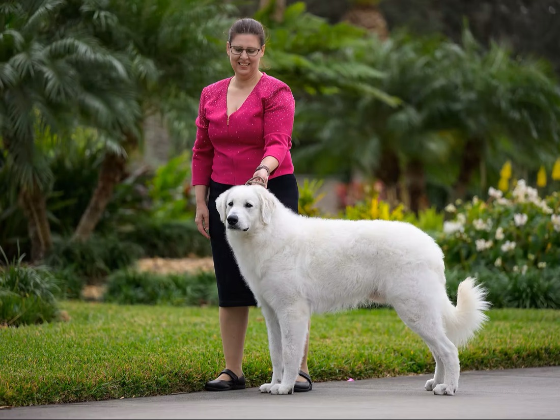 Dog Bond