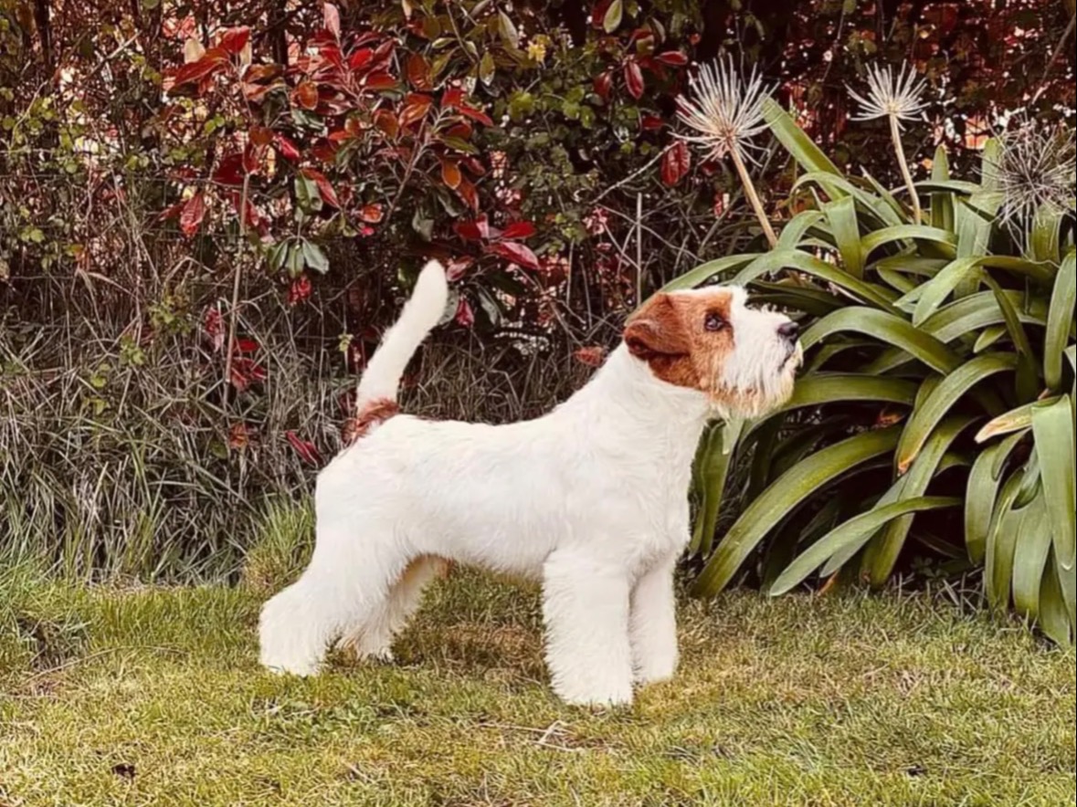 Dog Sonny