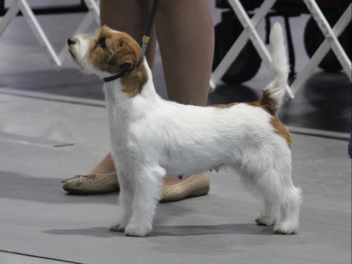 Dog Ava