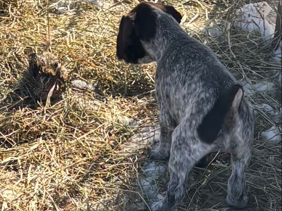 Litter Ziggy x London