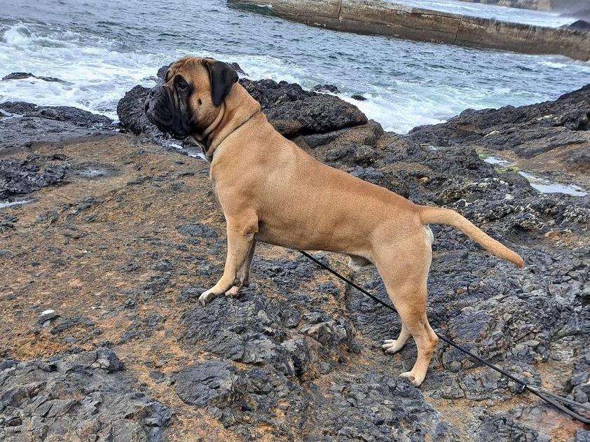 Dog Sam