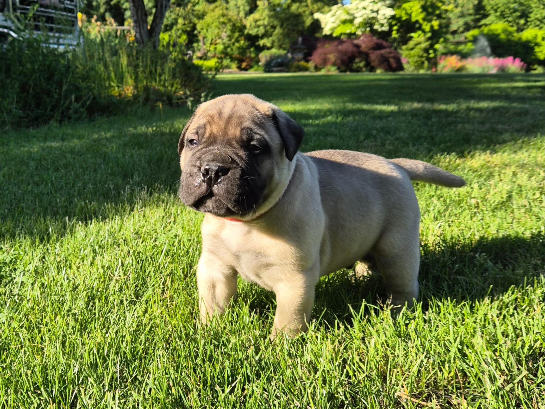 puppy