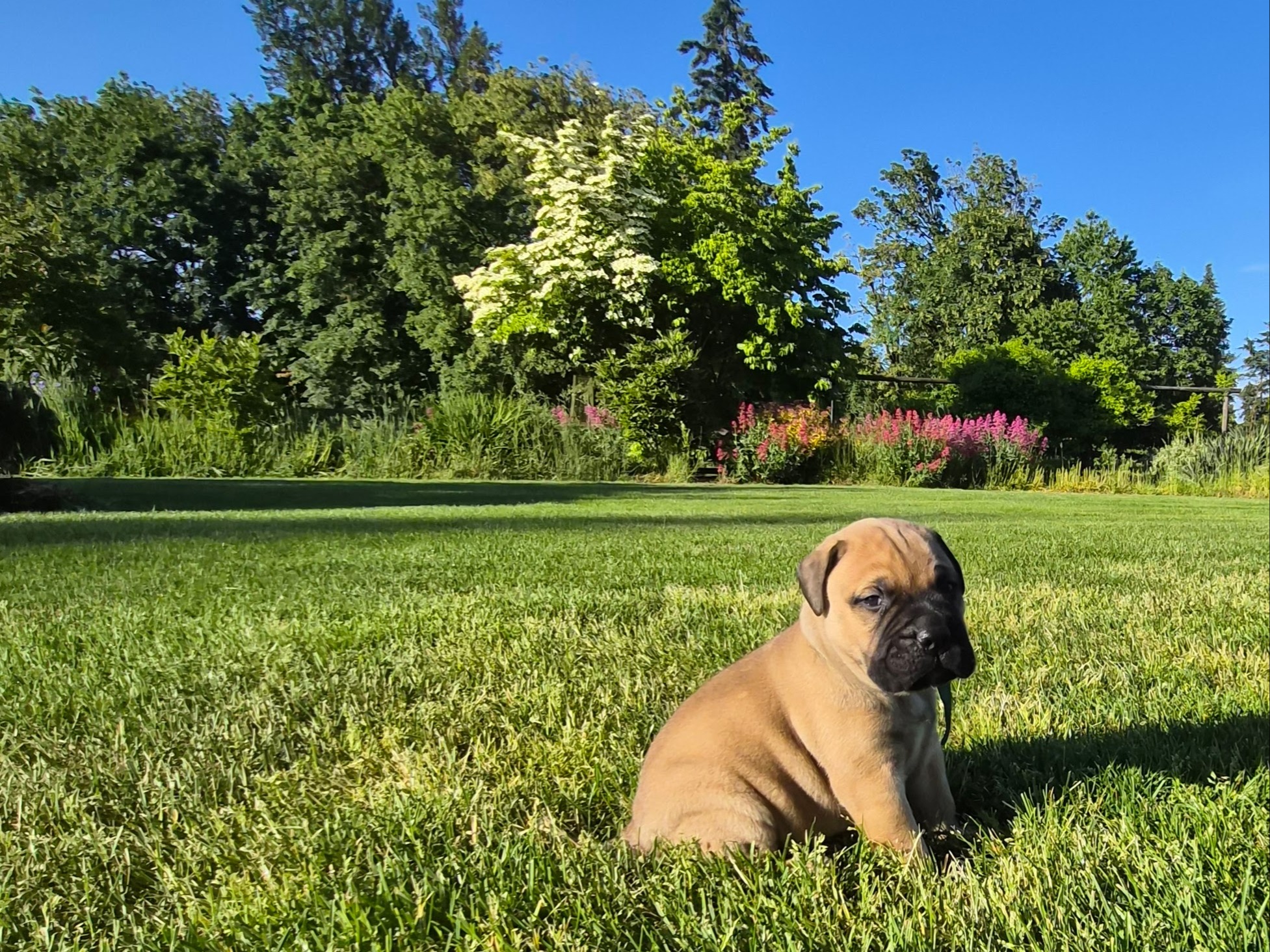 puppy