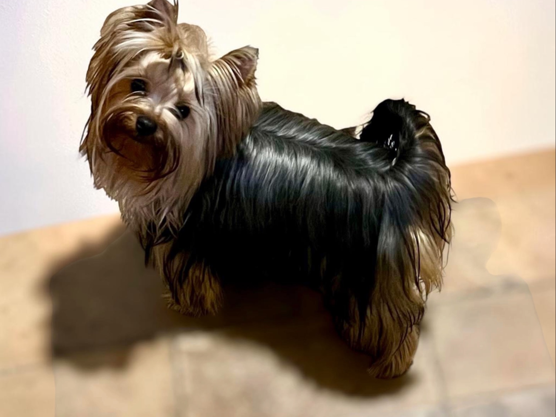 Dog Lacie 