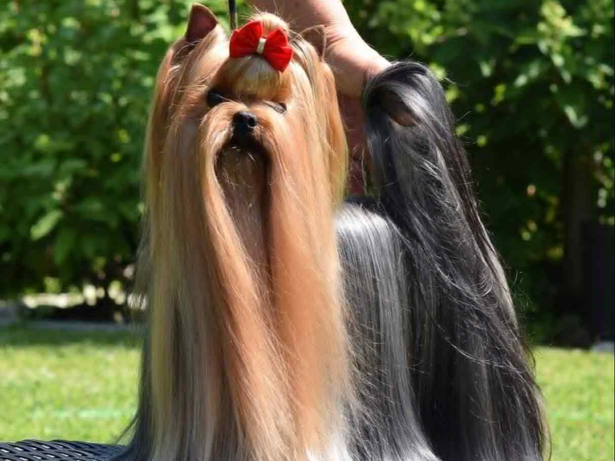 puppy