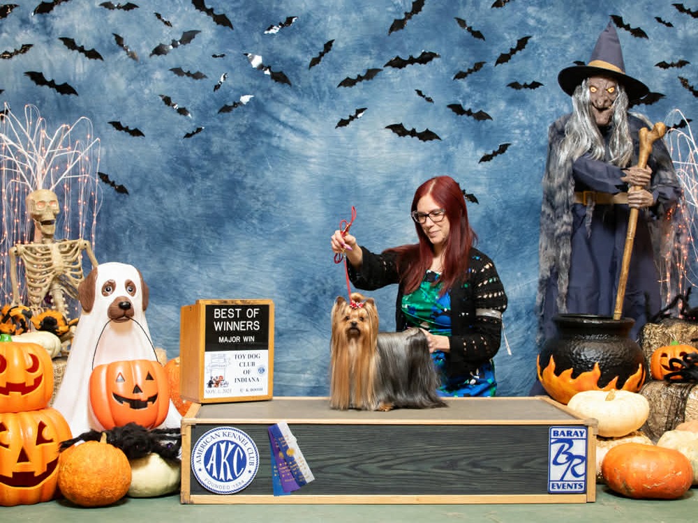 Profile Preview