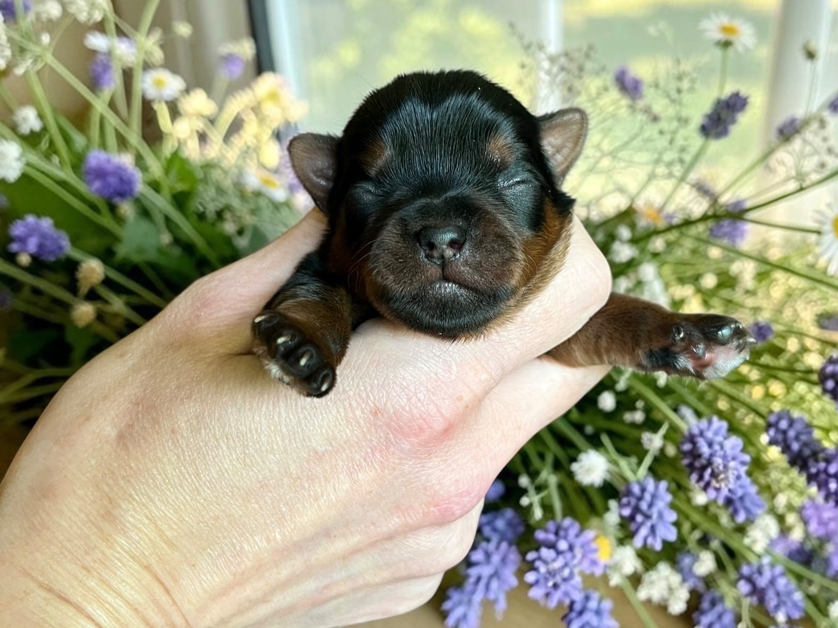 puppy