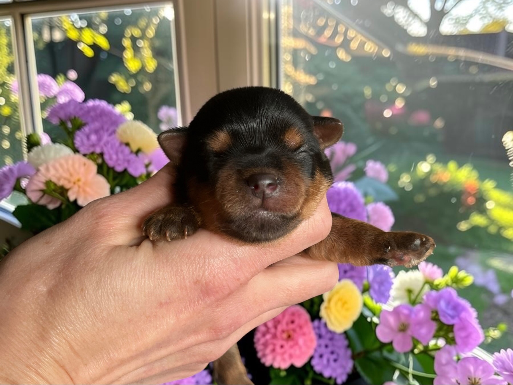 puppy