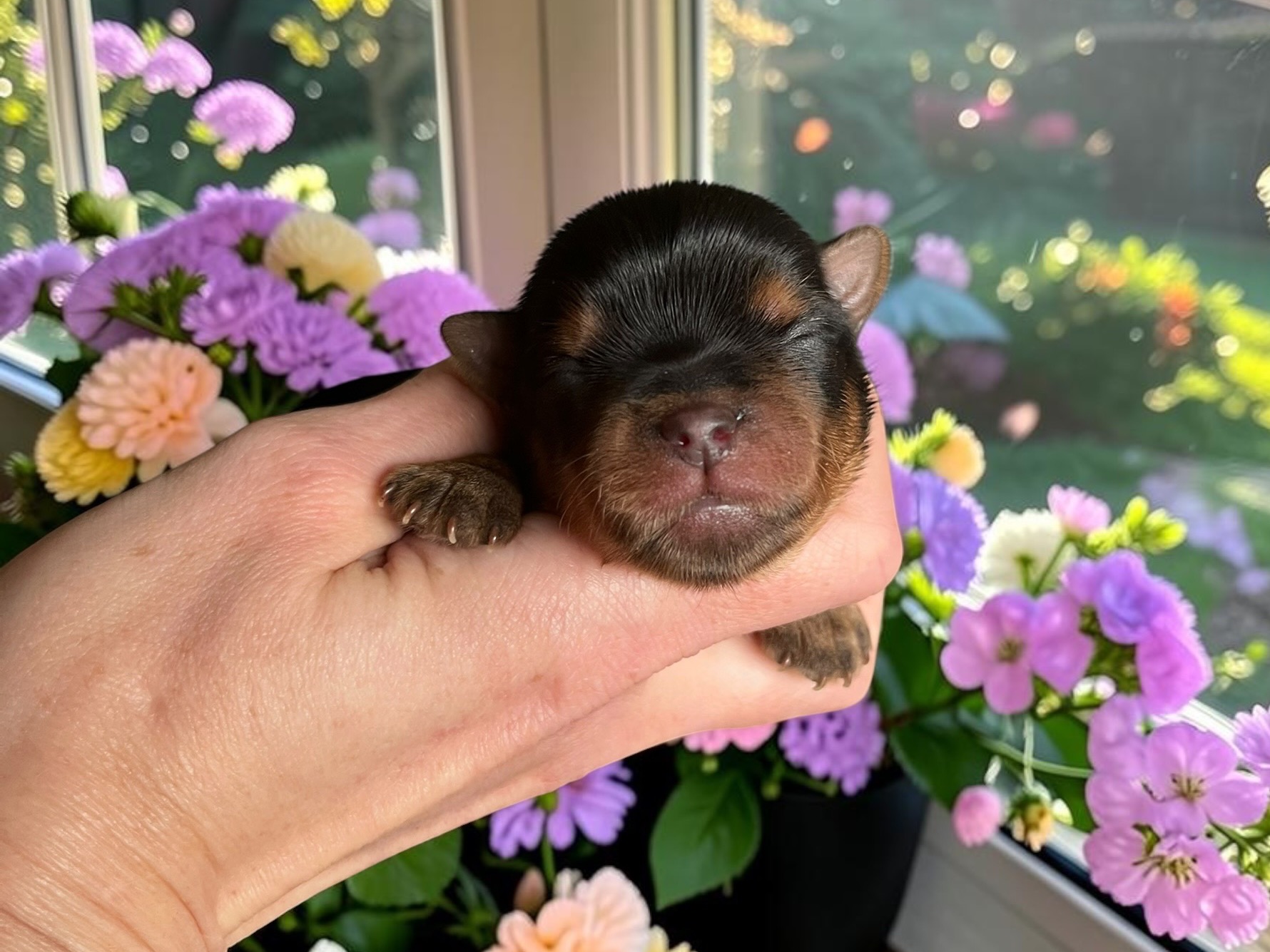 puppy