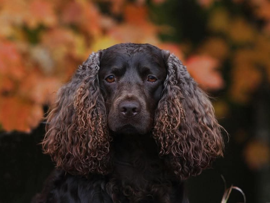 Dog Smokey
