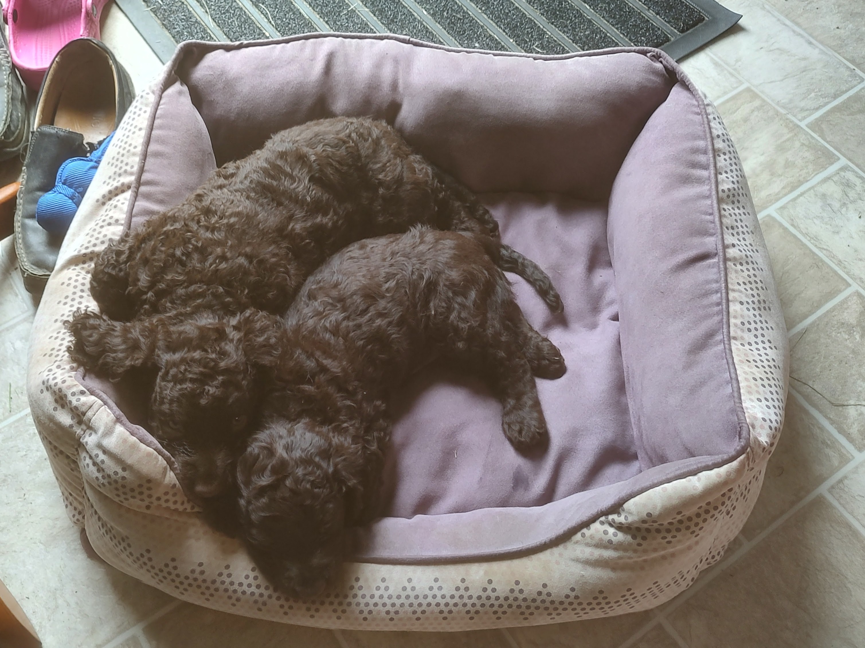 Litter Smokey x Lily