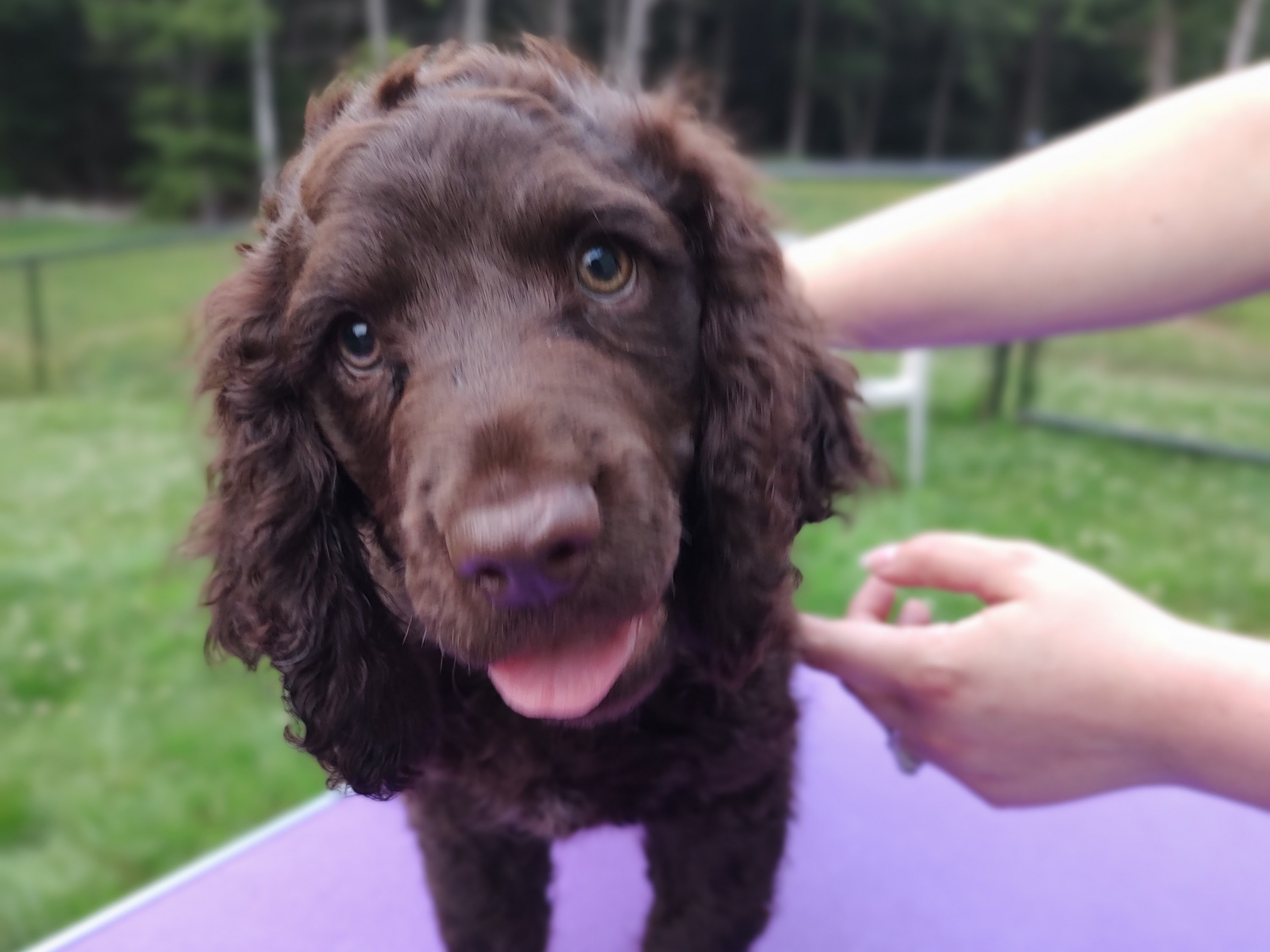 puppy