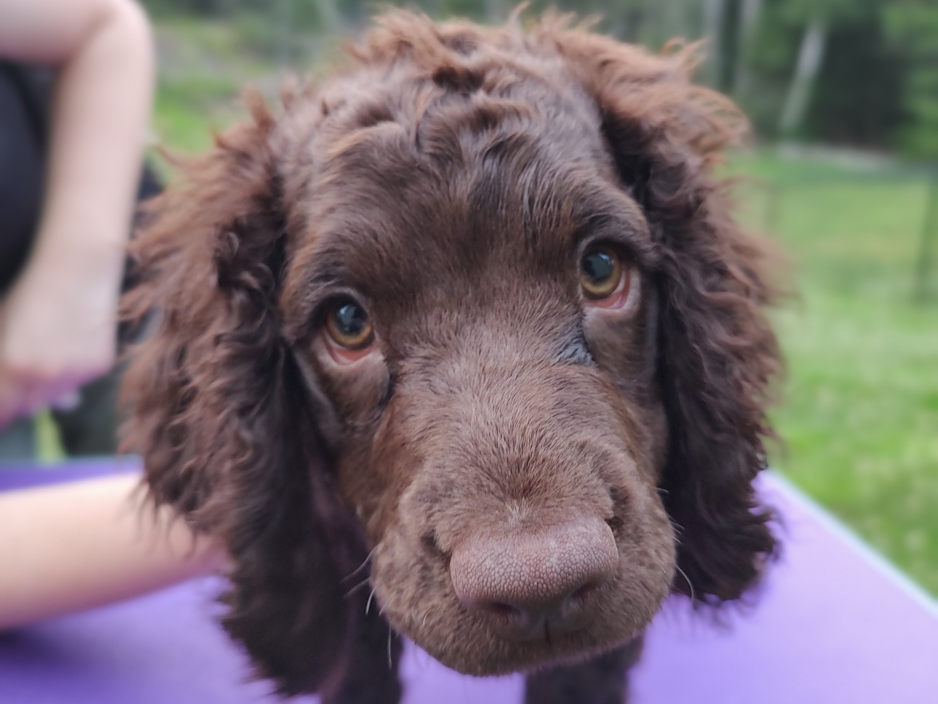 puppy
