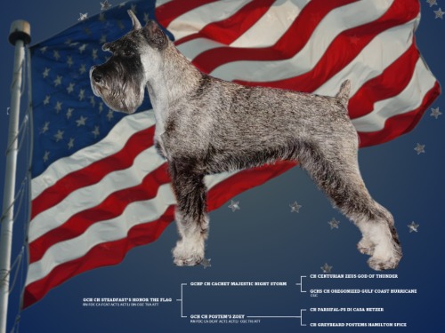 Dog Honor