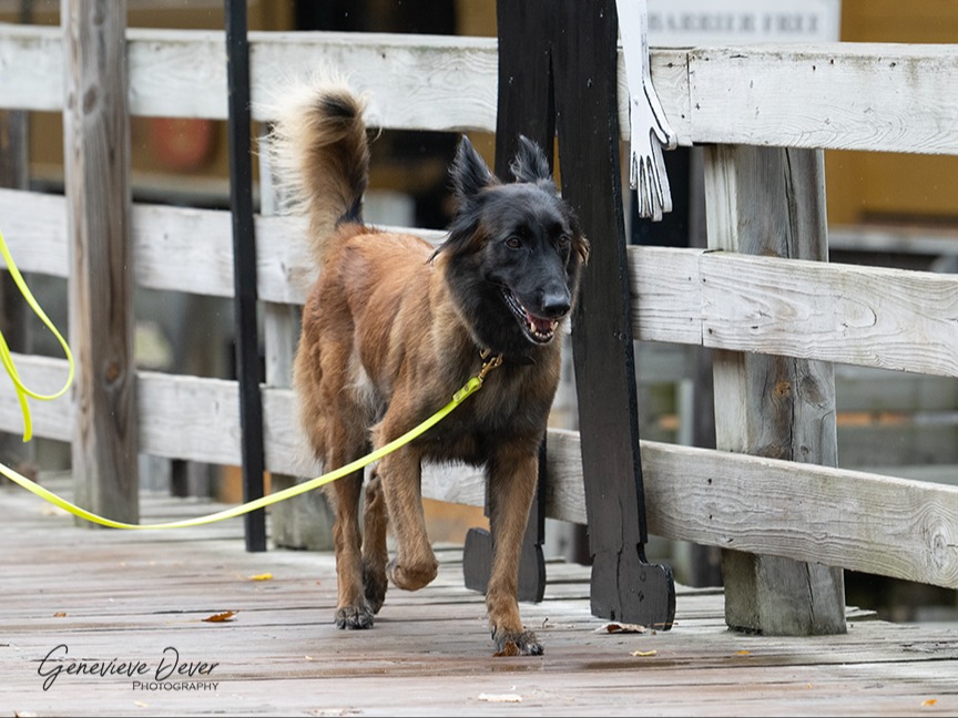 Dog Seren