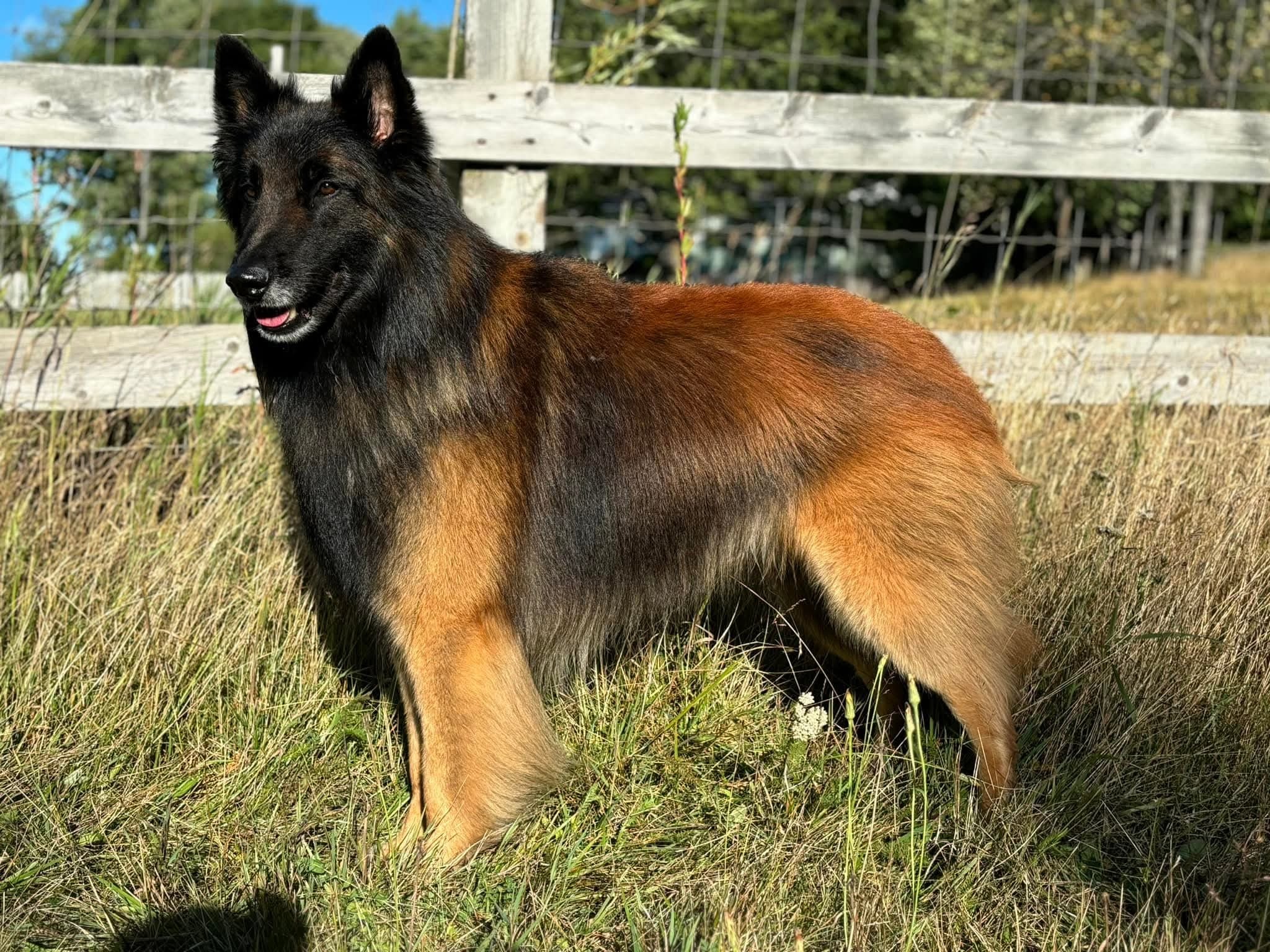 Dog Eli