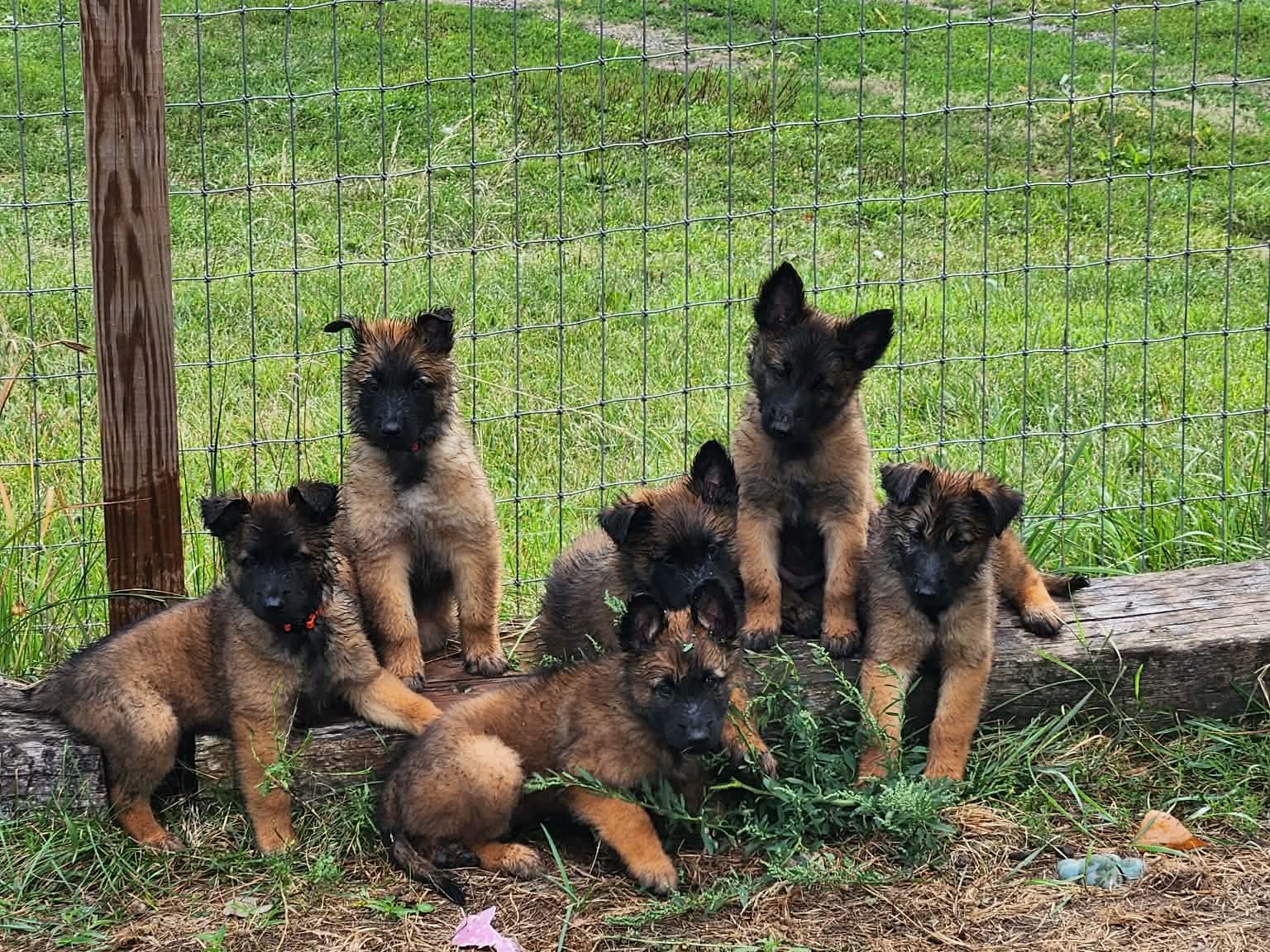 puppy