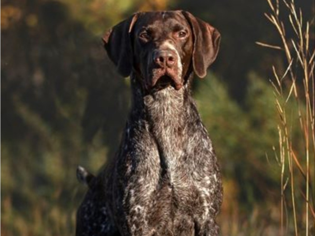Dog Harry