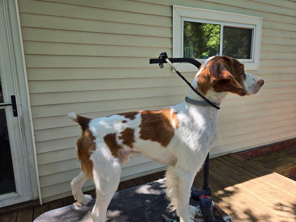 Dog Dan