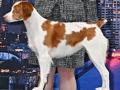 Dog Lola