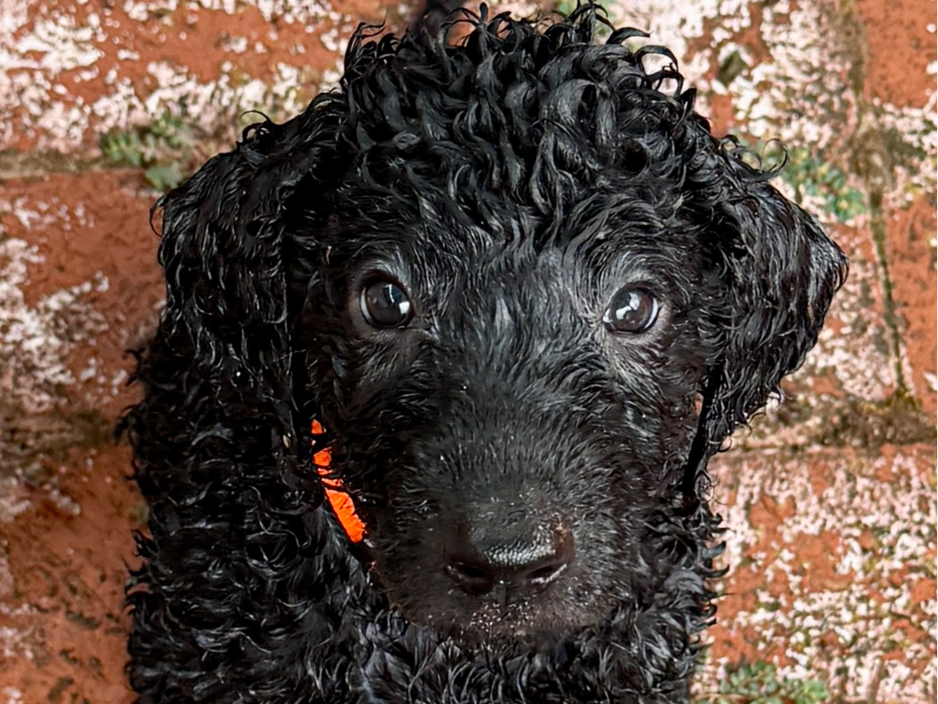puppy