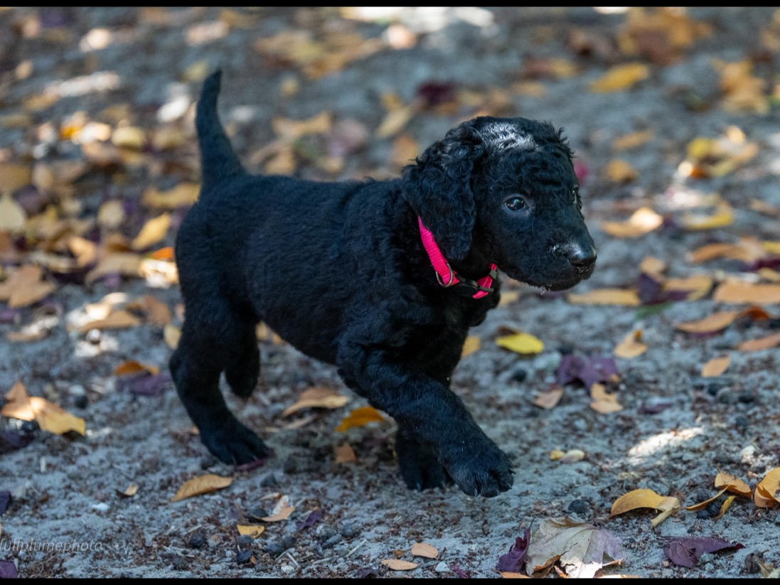 puppy