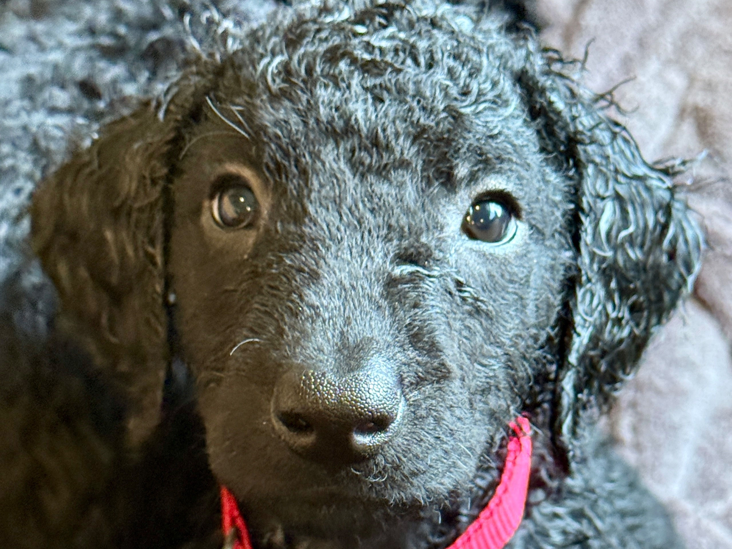 Puppy Preview 4