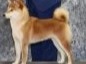 Dog Stella