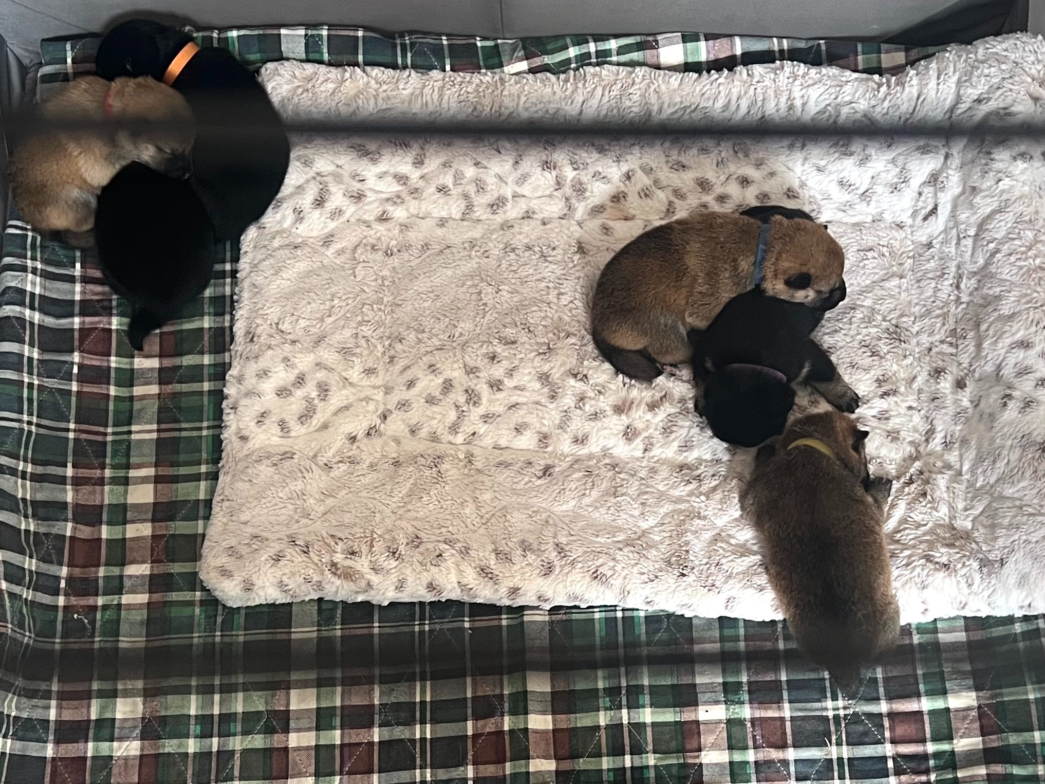 Litter Kuro x Pretty Kitty