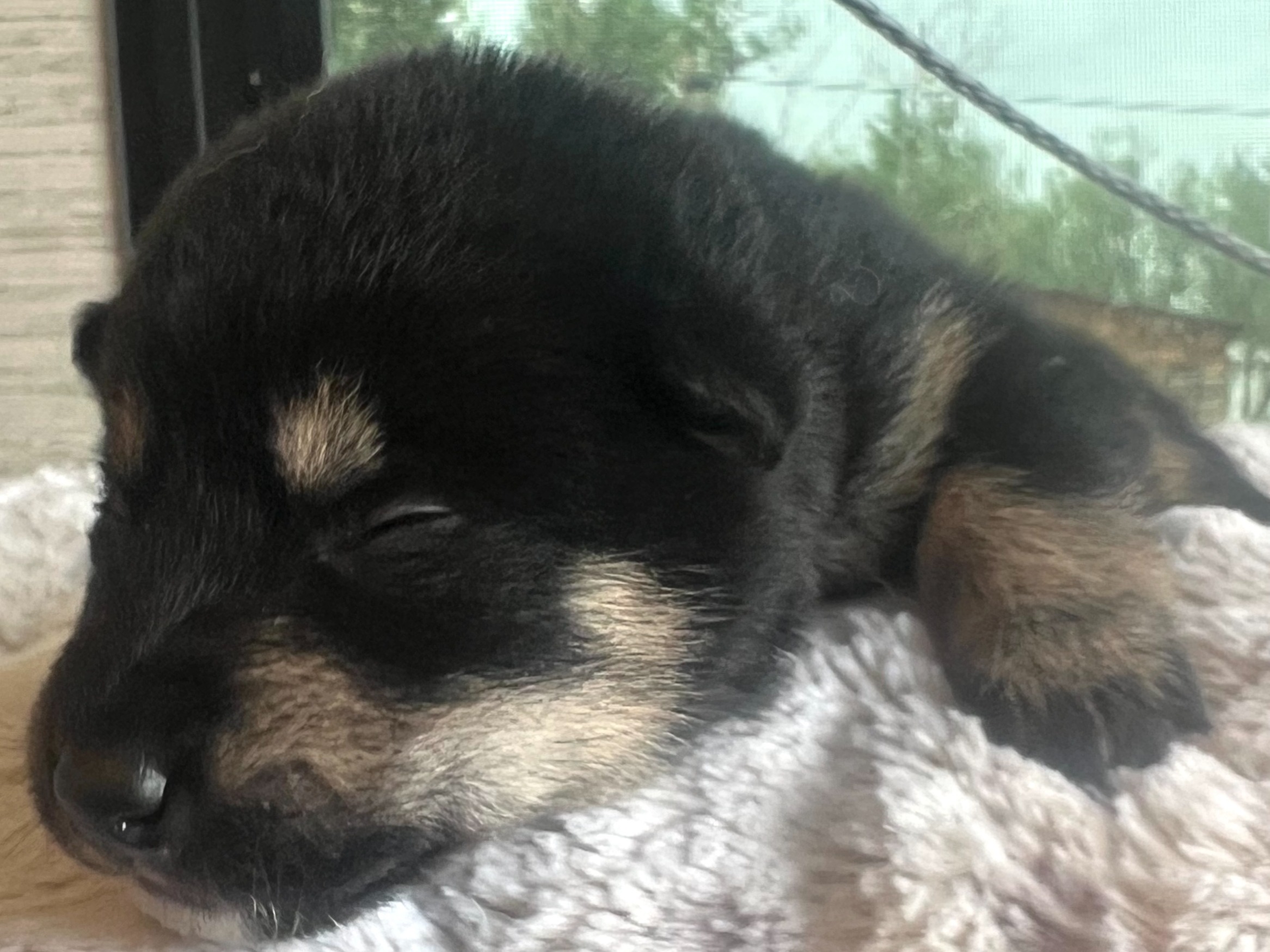 puppy