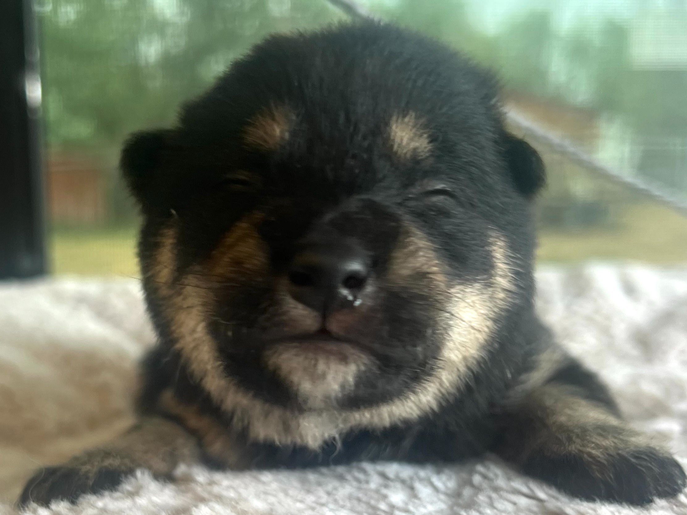 Puppy Preview 4