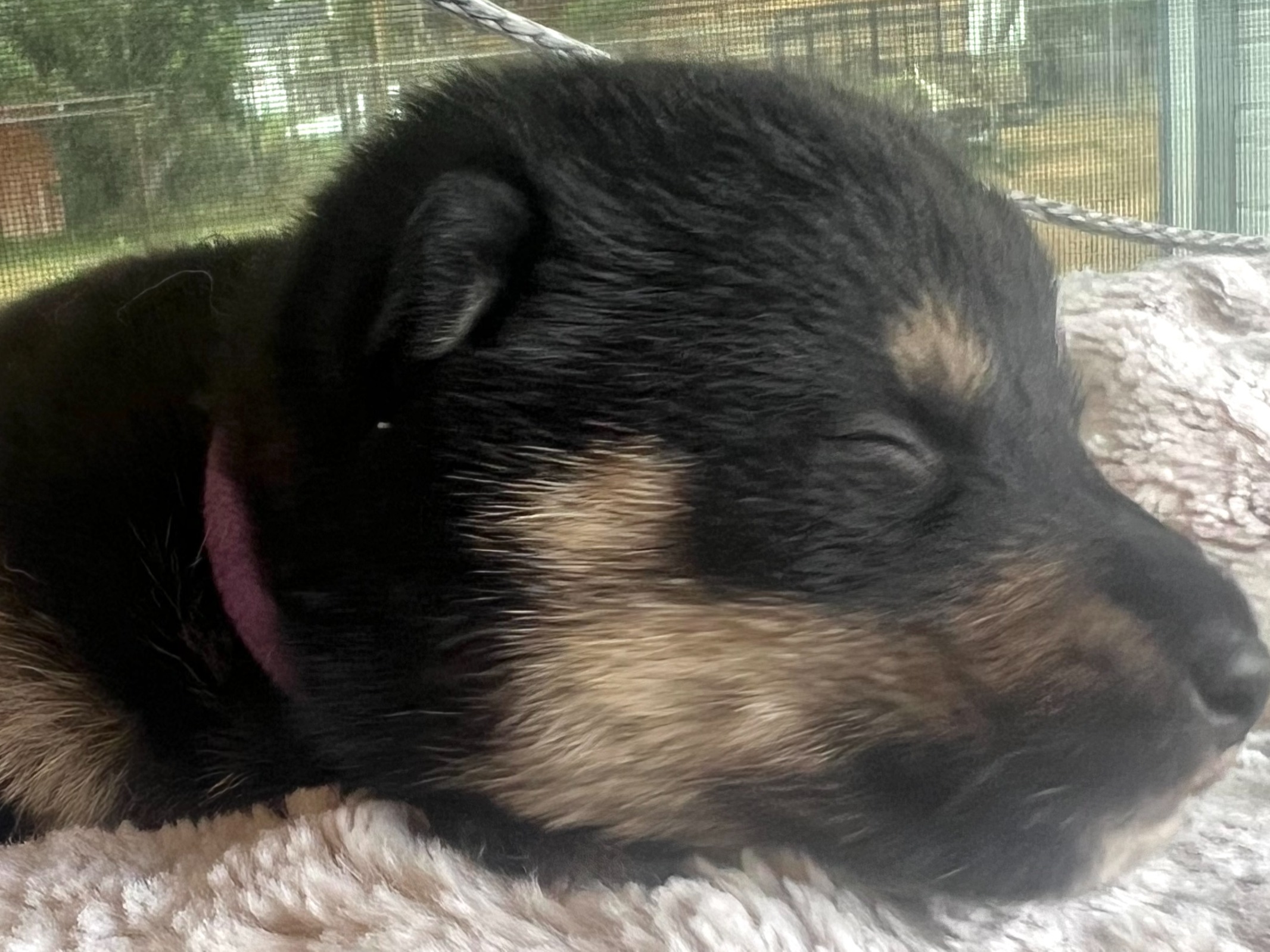 Puppy Preview 5