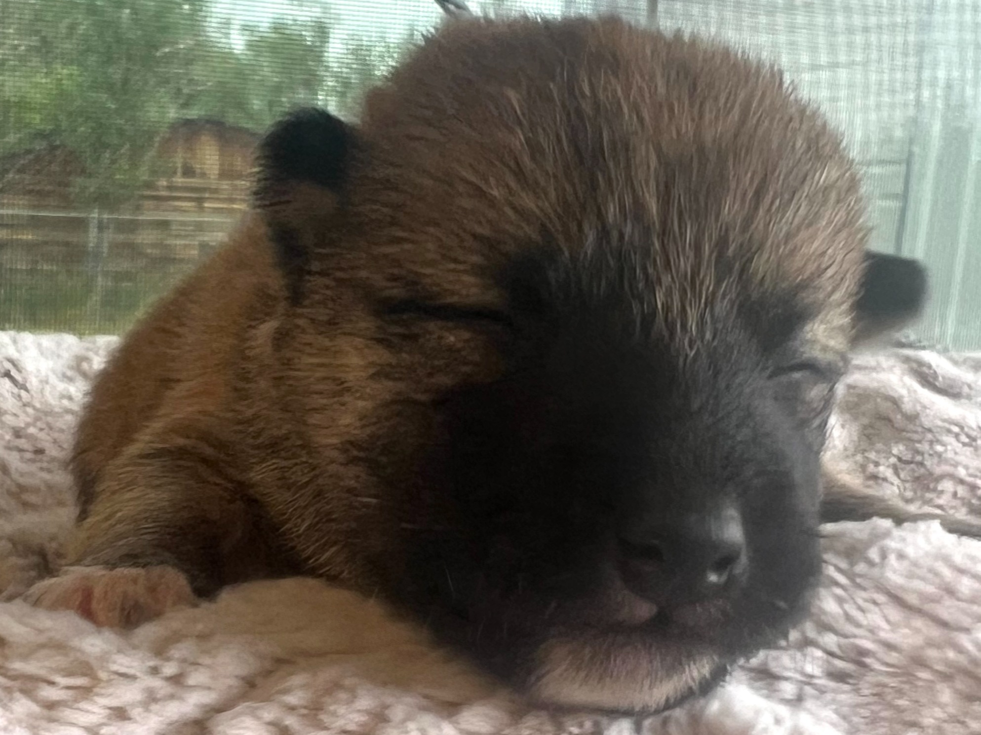 puppy