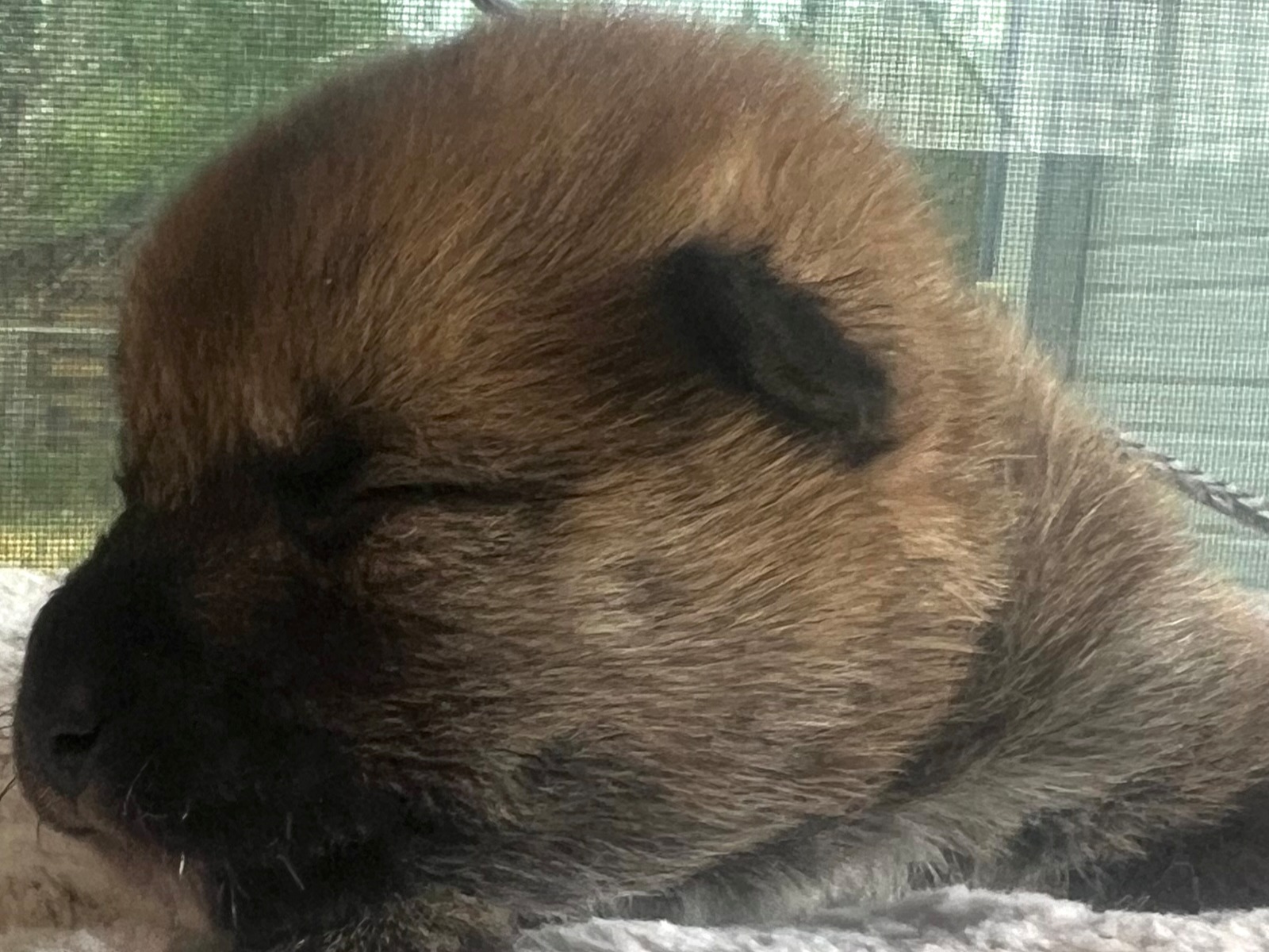 puppy