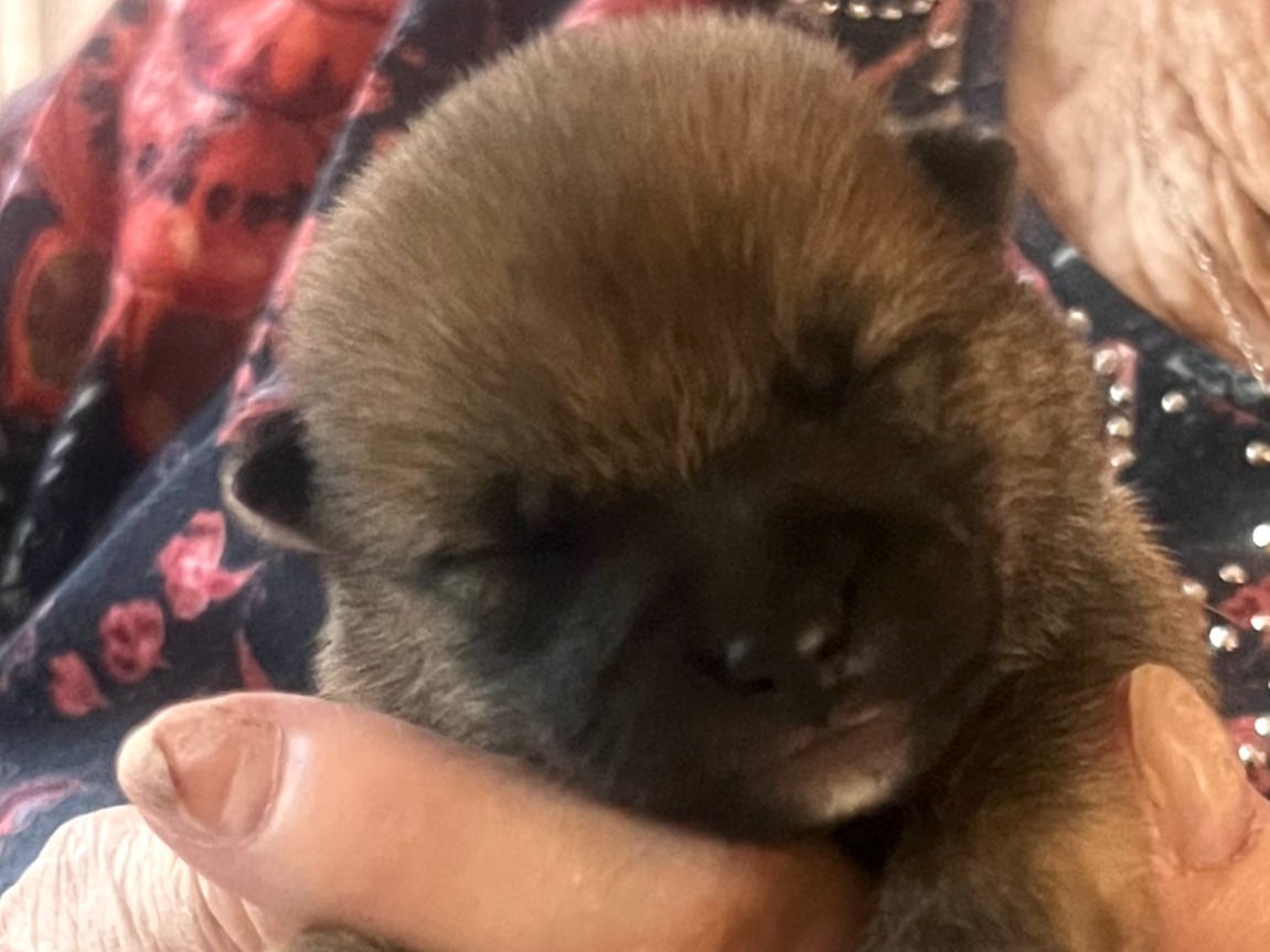 puppy