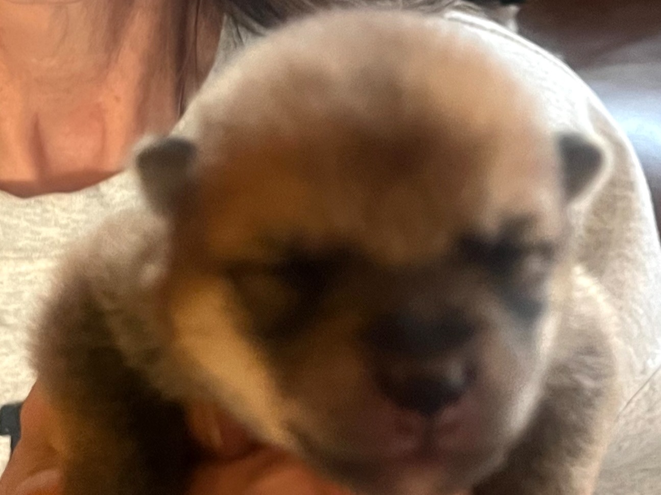 puppy
