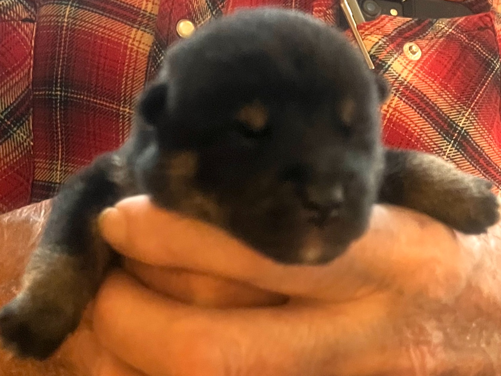 puppy