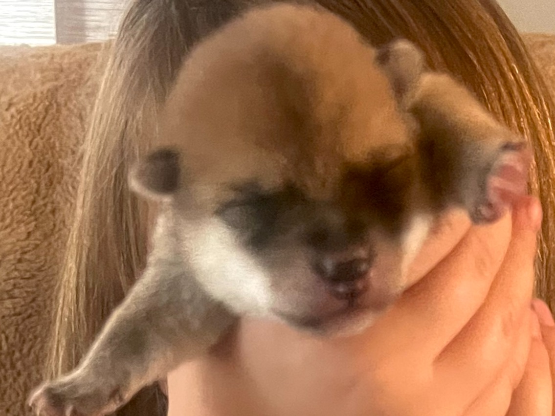 puppy