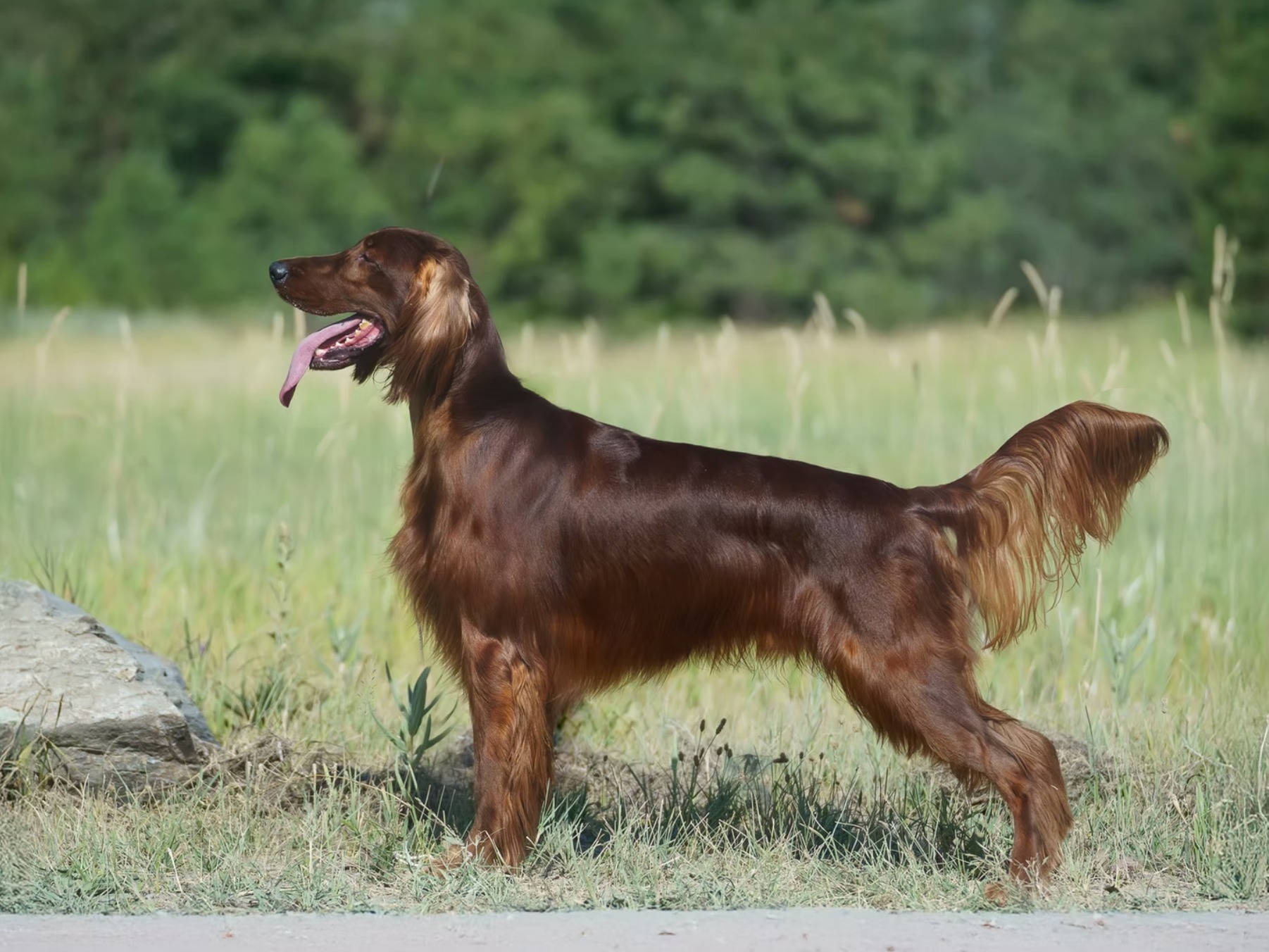 Dog Cipher