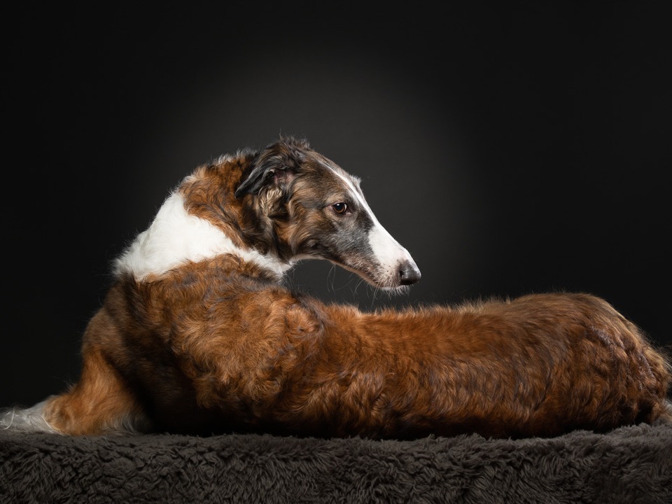 Dog Strelka