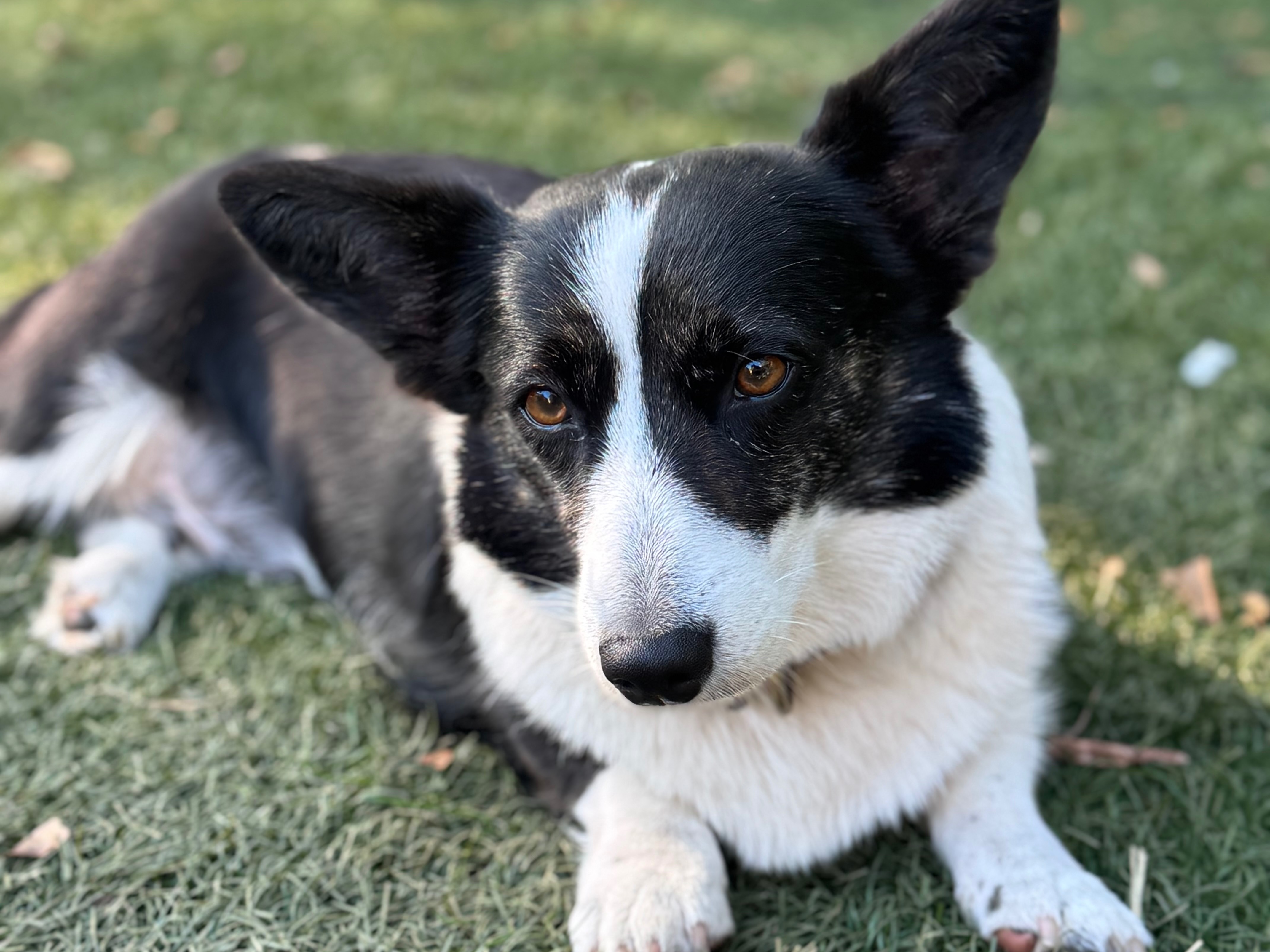 Dog Margo