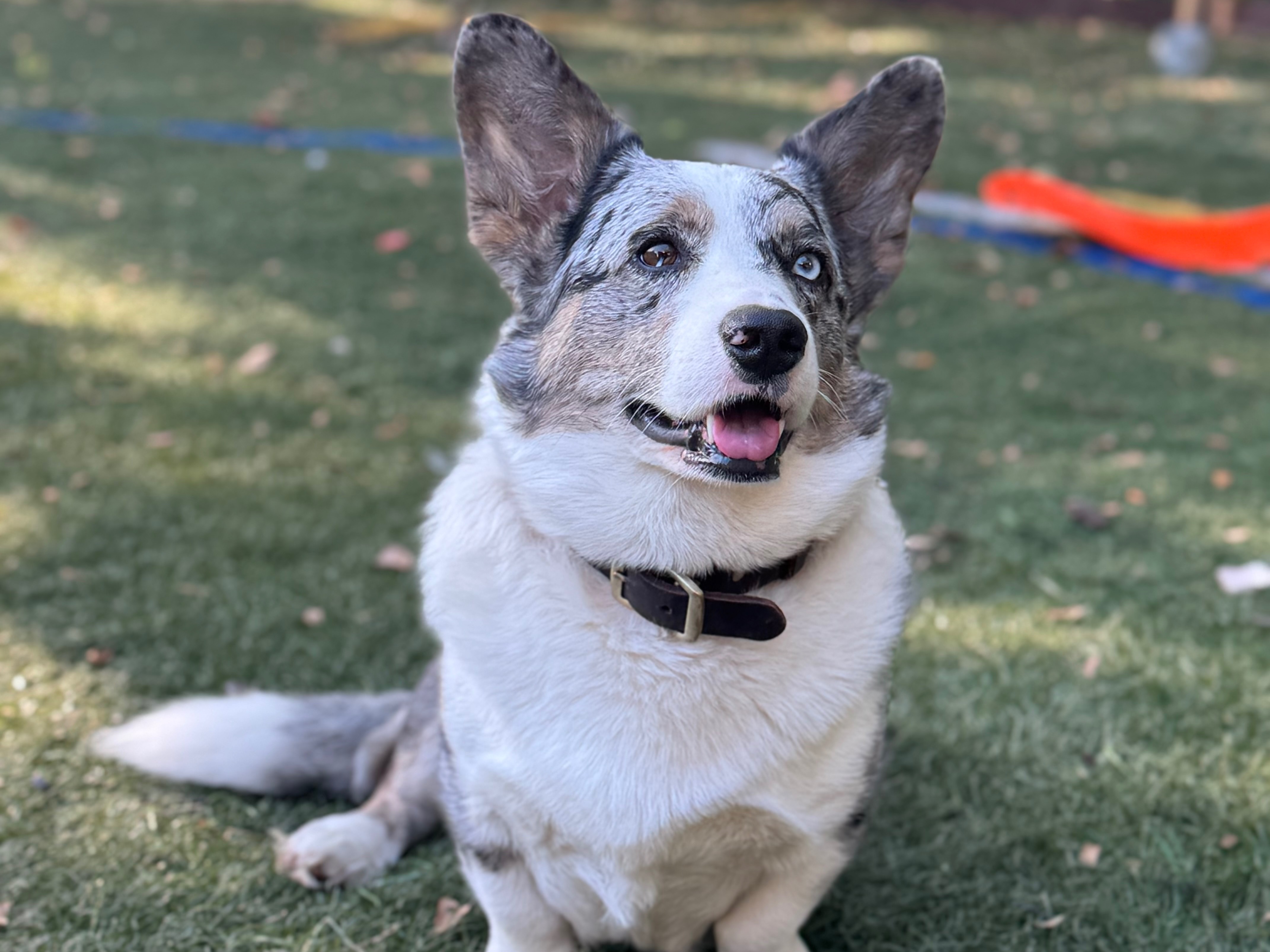 Dog Hank