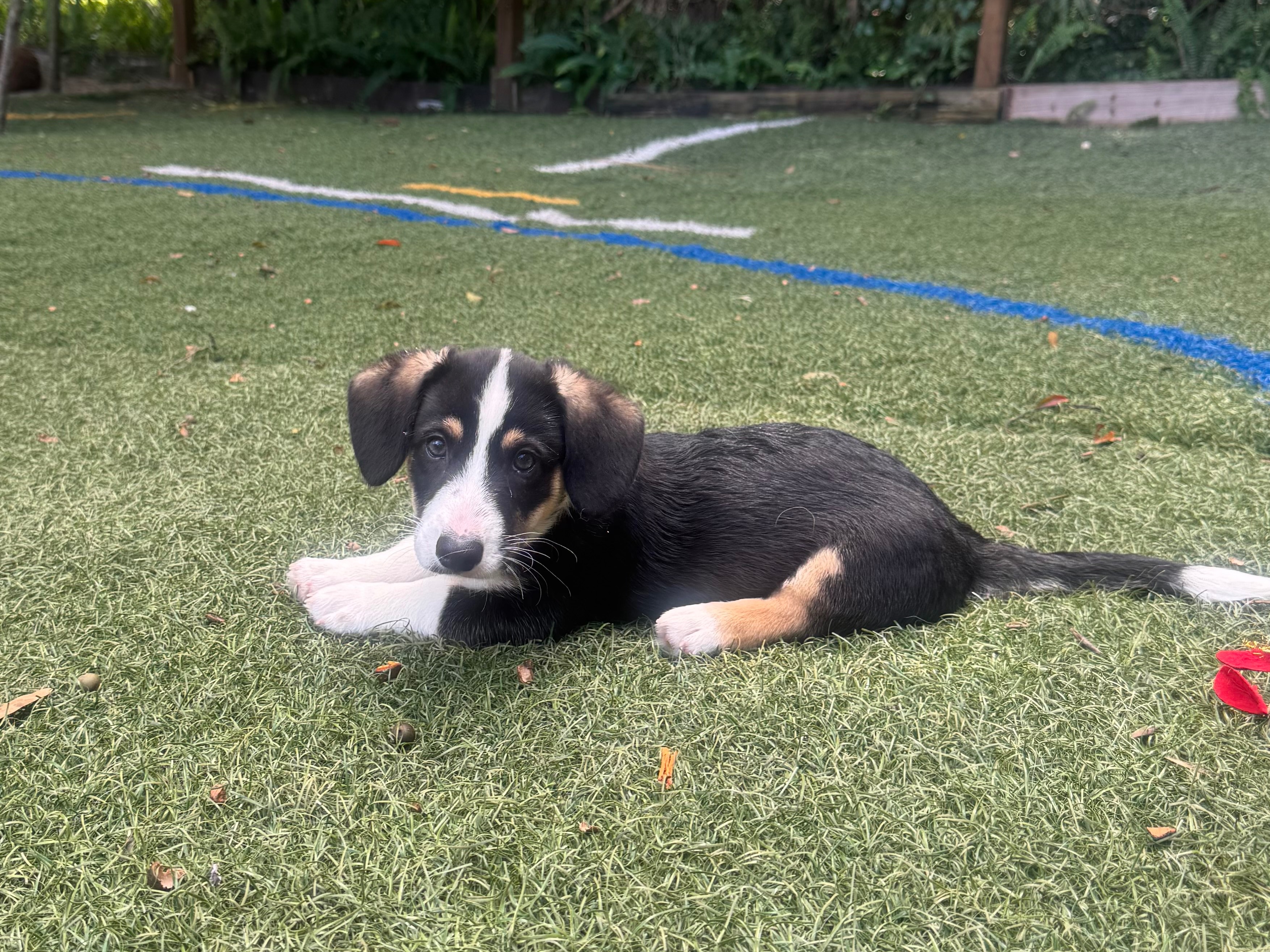 puppy