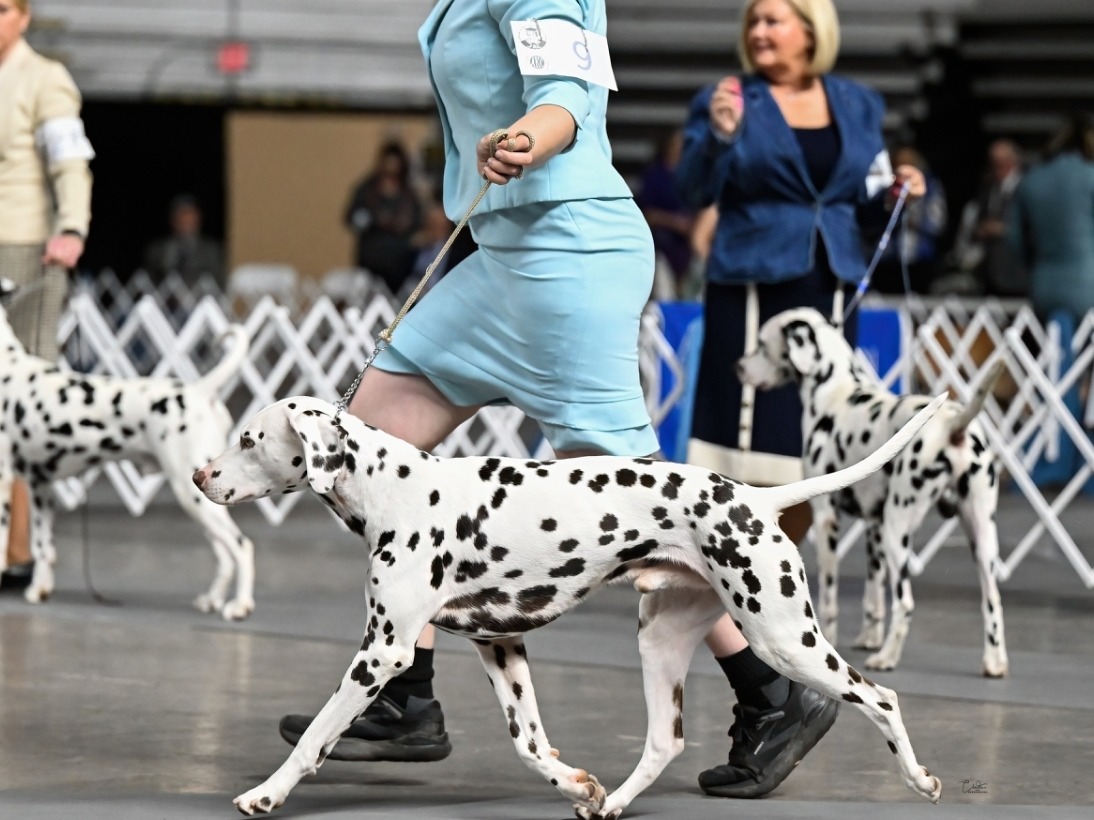 Dog Windsor 